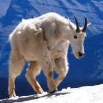 Mountain-Goat-150x150