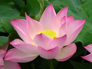 LotusFlower